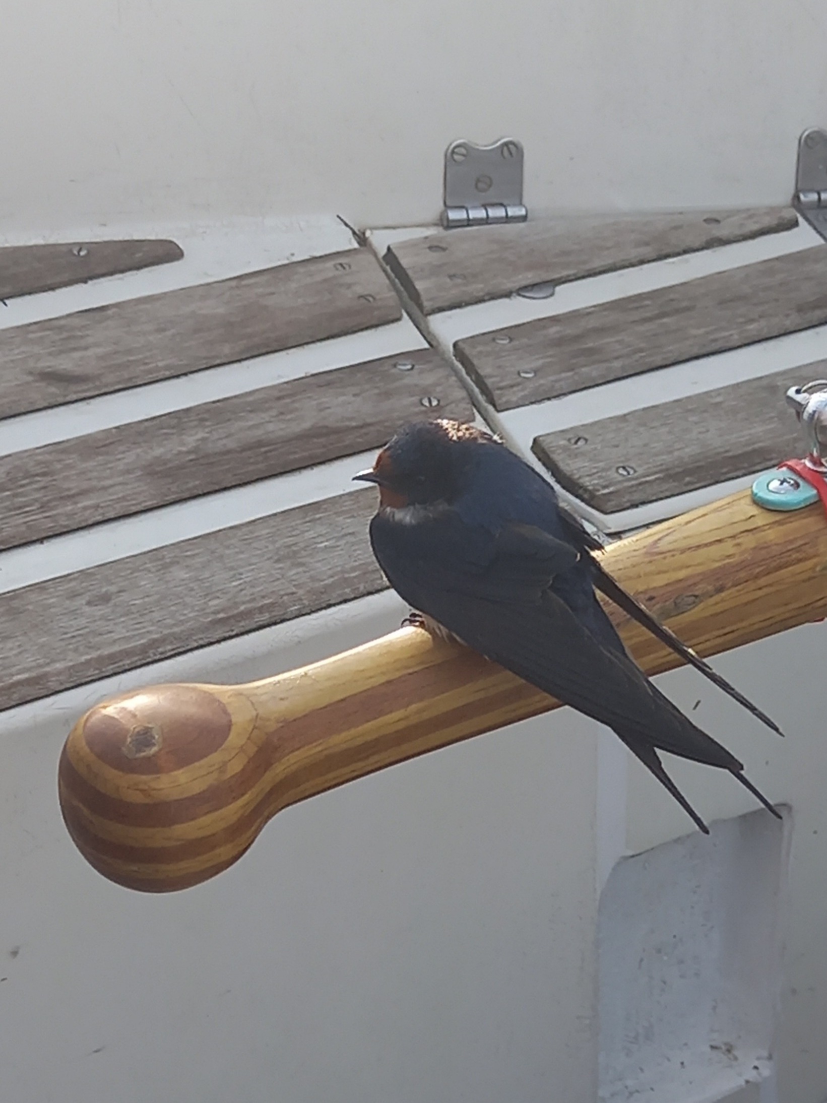 The first mate